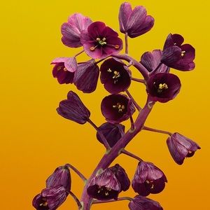 Meet your Posher, Nikki